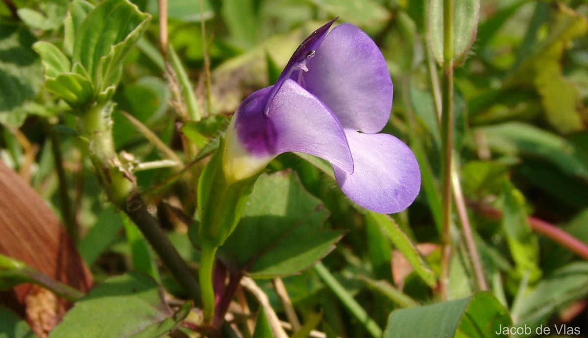 Torenia travancorica Gamble